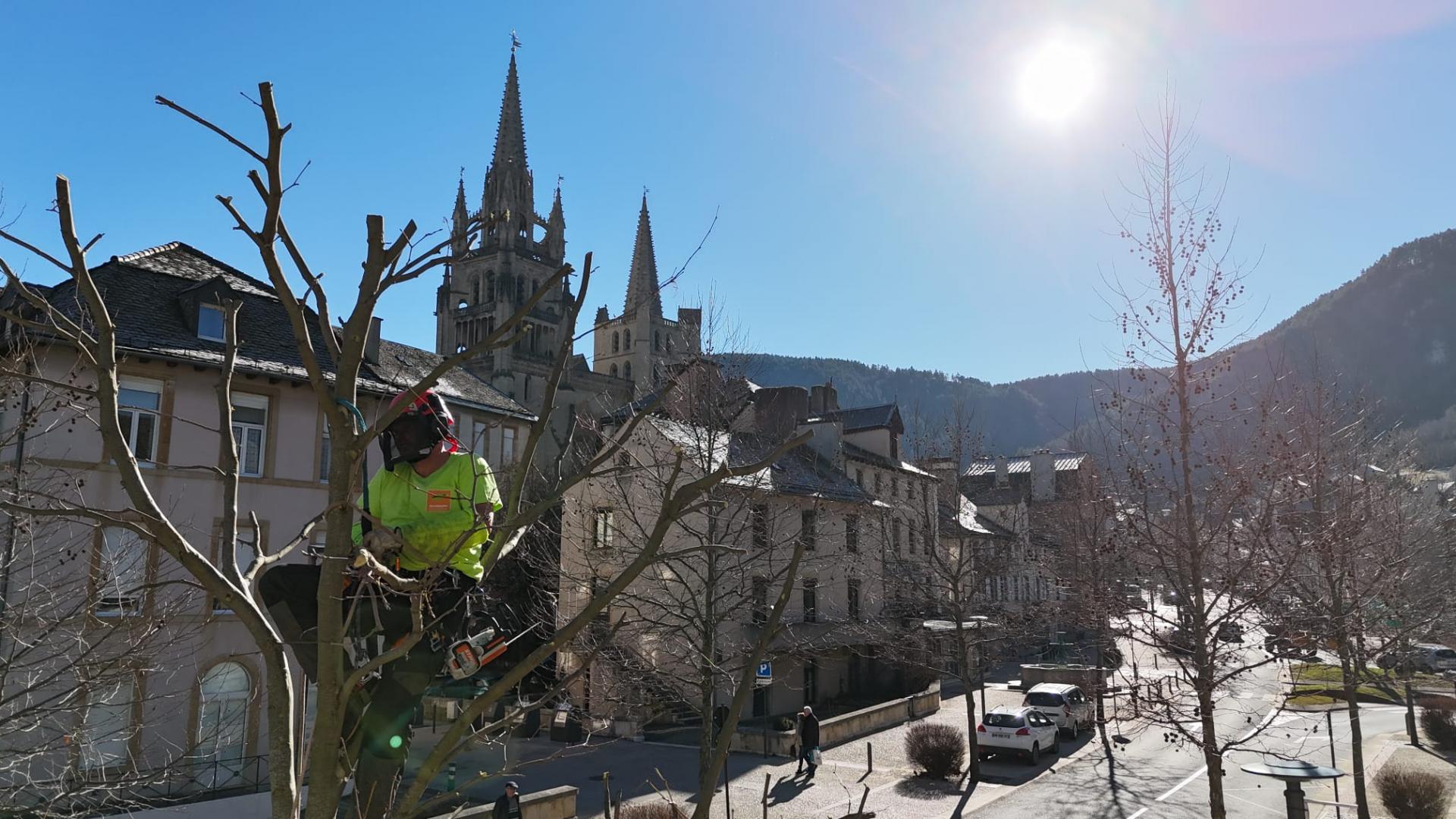 Abattage d'arbre Mende