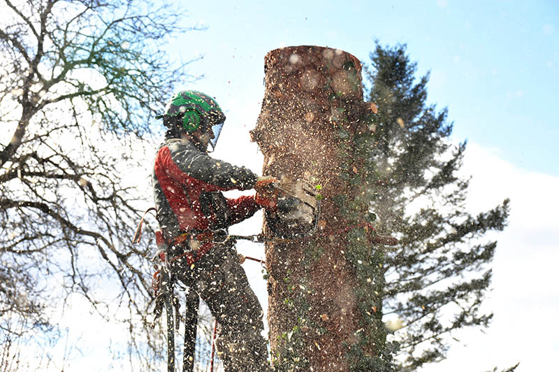 Quelles sont les réglementations et autorisations nécessaires pour l'abattage d'arbres ? Mende
